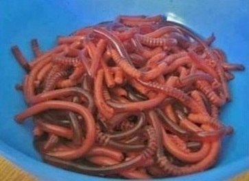 Червяки из желатина. Десерт на Хэллоуин