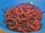 Червяки из желатина. Десерт на Хэллоуин